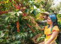 Actualidad positiva del Eje Cafetero