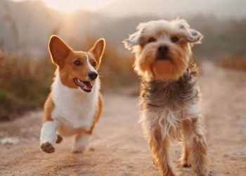 Pereira se consolida como el epicentro de la medicina veterinaria en Colombia