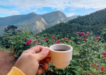 Alivio en la taza y en el campo: la Federación de Cafeteros sube un 20% el precio de la pasilla