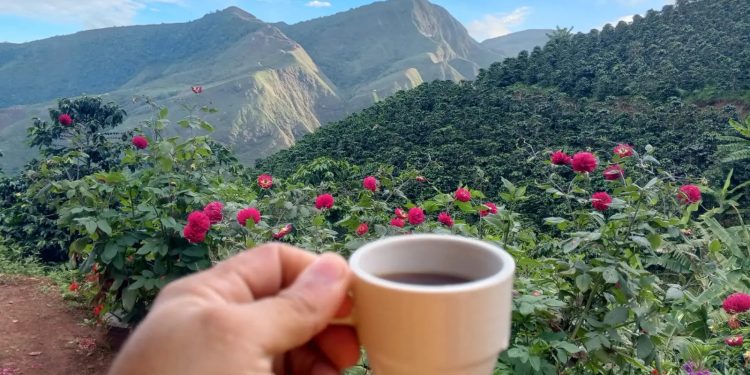 Alivio en la taza y en el campo: la Federación de Cafeteros sube un 20% el precio de la pasilla