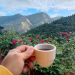 Alivio en la taza y en el campo: la Federación de Cafeteros sube un 20% el precio de la pasilla