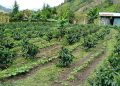 Carmen de Atrato, Chocó: el mejor clima para el mejor café de Colombia