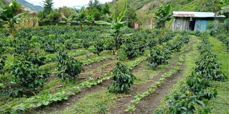 Carmen de Atrato, Chocó: el mejor clima para el mejor café de Colombia