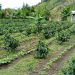 Carmen de Atrato, Chocó: el mejor clima para el mejor café de Colombia