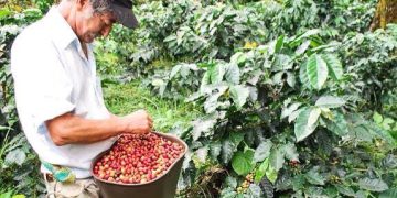Urgencia en los cafetales: Risaralda necesita 35 mil recolectores para salvar su cosecha más desafiante