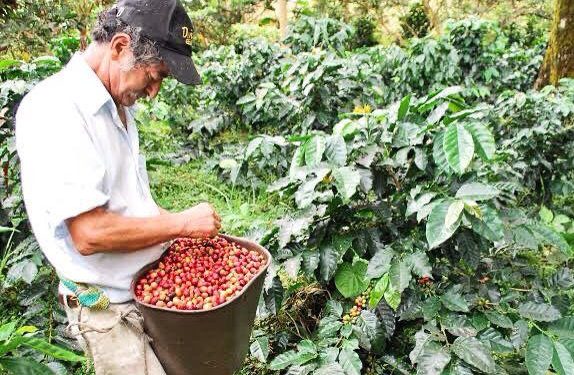 Urgencia en los cafetales: Risaralda necesita 35 mil recolectores para salvar su cosecha más desafiante