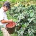Urgencia en los cafetales: Risaralda necesita 35 mil recolectores para salvar su cosecha más desafiante